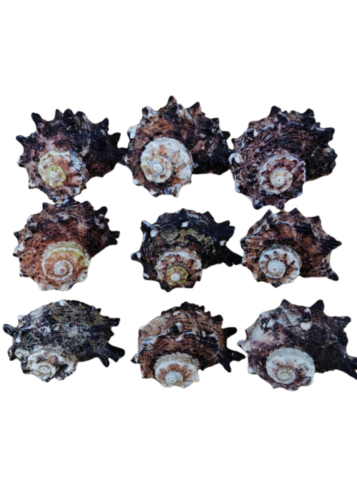 Natural Crown-of-Thorns Conch, - Equestrian Helmet 评论和价格
