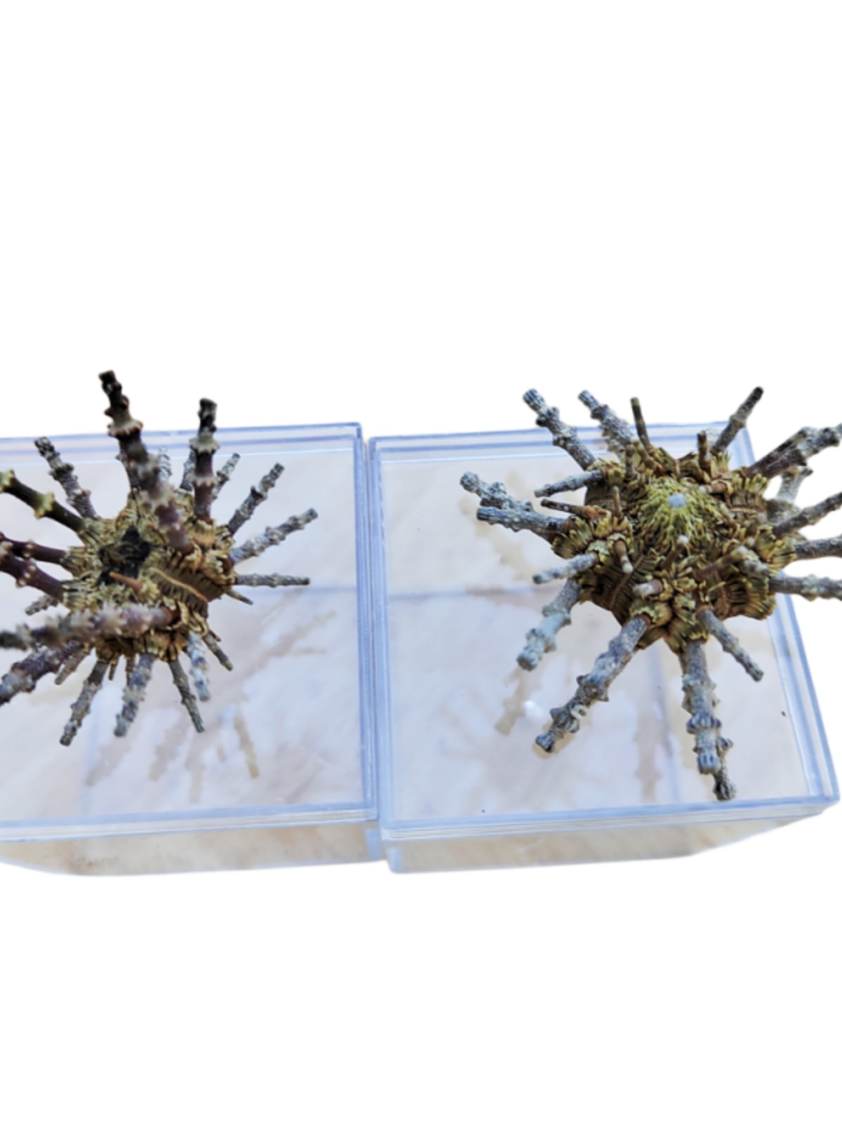 Natural Crown-of-Thorns Conch, - Equestrian Helmet 评论和价格