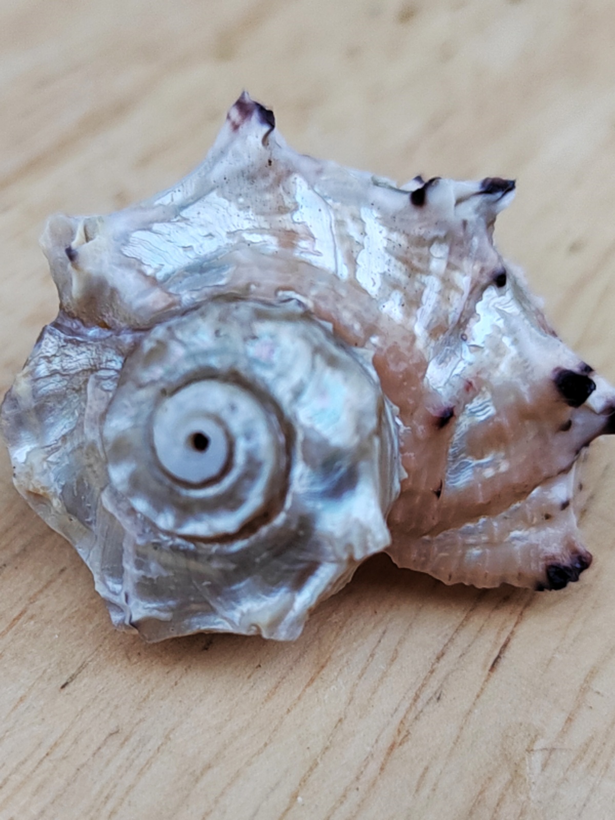 Natural Crown-of-Thorns Conch, - Equestrian Helmet 评论和价格